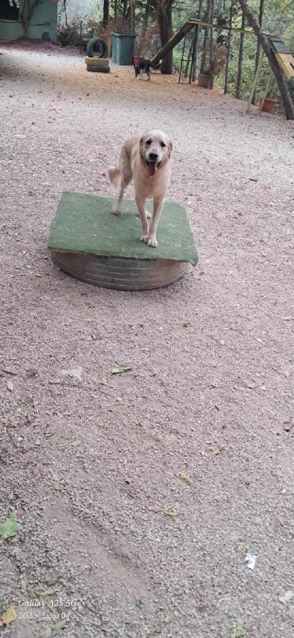 Casper, un simpatico Golden Retriever Foto 3